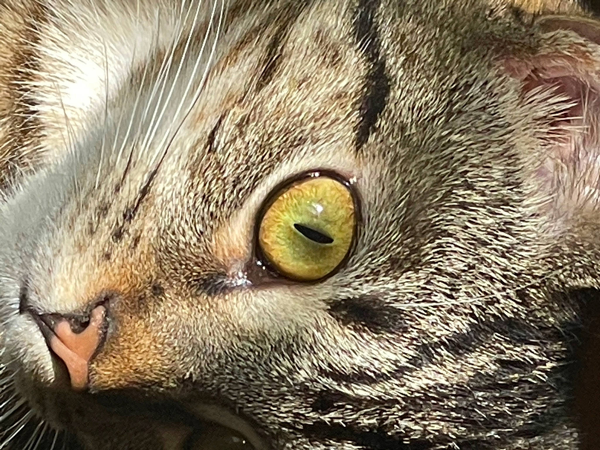 Scarlet joined the competition — help win amazing prizes! art, carnivore, cat, close_up, darkness, domestic_short_haired_cat, felidae, fur, grass, illustration, iris, small_to_medium_sized_cats, snout, terrestrial_animal, visual_arts, whiskers, wildlife