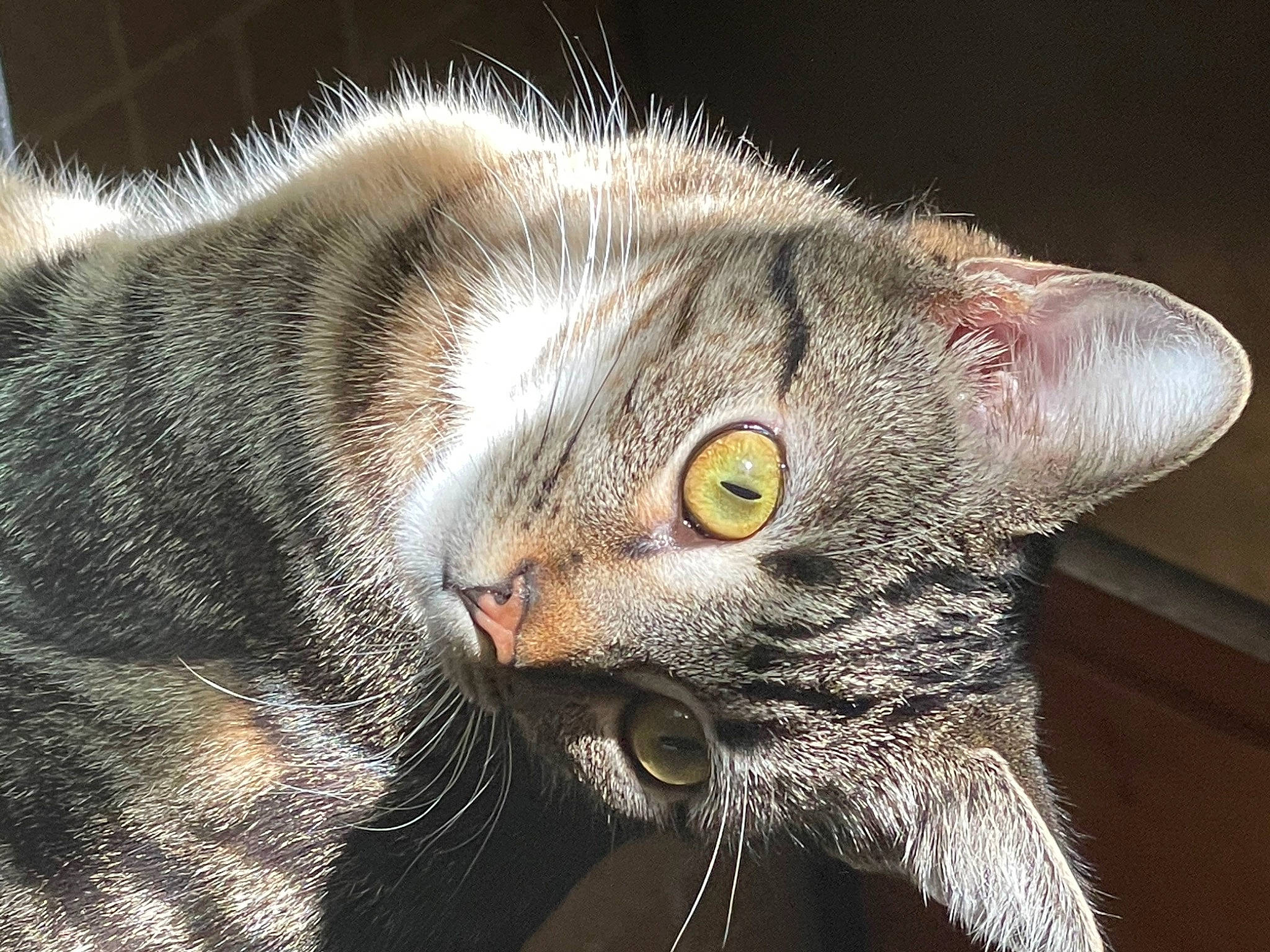 Scarlet is registered to the contest to win money with this photo: carnivore, cat, close_up, domestic_short_haired_cat, ear, eye, felidae, fur, head, paw, small_to_medium_sized_cats, snout, terrestrial_animal, whiskers, wildlife
