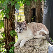 Grogu a rejoint le concours — aidez-le/la à gagner de superbes lots ! cat, animal, outdoor, stone, greenery, plant, wood, tree, leaf, fur, resting, pet, nature, mammal, whiskers, blue_eyes, quiet, relaxing, daylight, garden