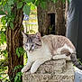 cat, animal, outdoor, stone, greenery, plant, wood, tree, leaf, fur, resting, pet, nature, mammal, whiskers, blue_eyes, quiet, relaxing, daylight, garden