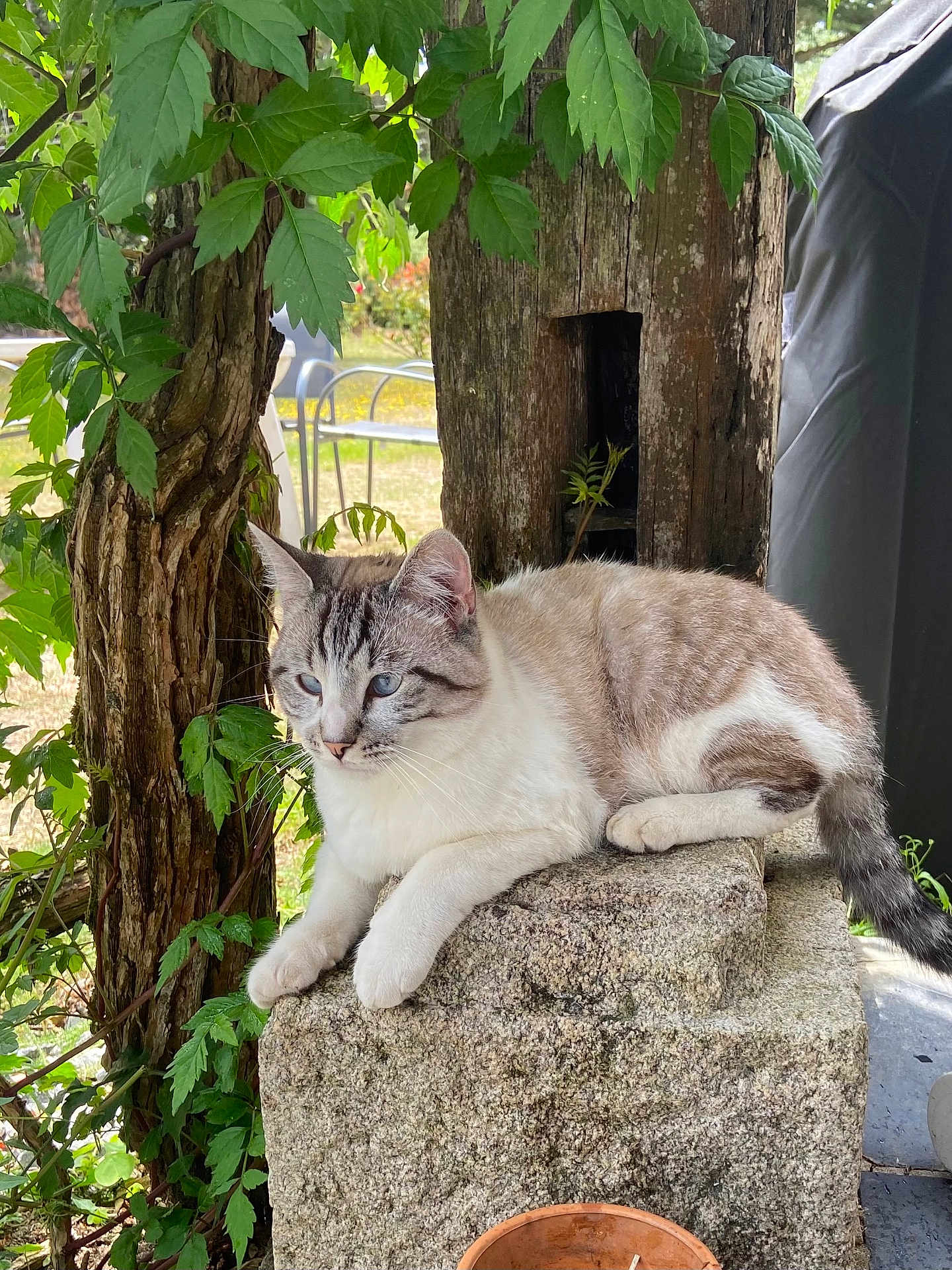 Grogu a rejoint le concours — aidez-le/la à gagner de superbes lots ! cat, animal, outdoor, stone, greenery, plant, wood, tree, leaf, fur, resting, pet, nature, mammal, whiskers, blue_eyes, quiet, relaxing, daylight, garden
