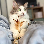 Youka participe au concours pour gagner de l'argent avec cette photo : cat, green_eyes, fluffy_fur, white_fur, gray_fur, feather_toy, blanket, soft_texture, indoor, pet, animal, cute, relaxed, alert, paws, close_up, portrait, feline, cozy, domestic