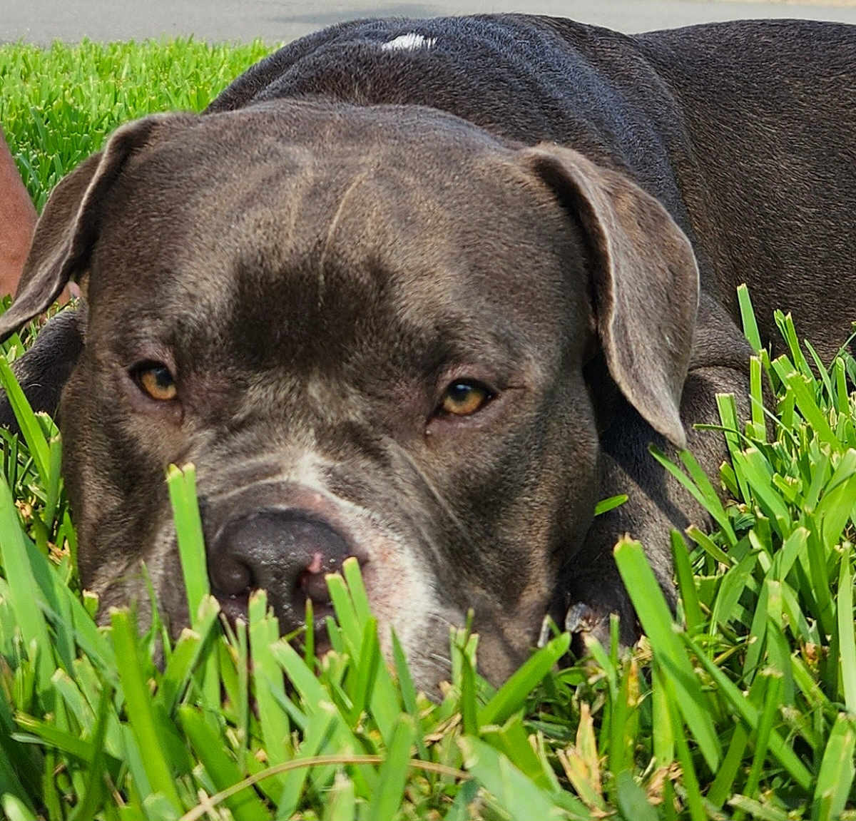 Benard Zakarias is registered to the contest to win money with this photo: dog, grass, close_up, pet, animal, outdoor, laying_down, face, ears, nose, fur, green, nature, canine, muzzle, eyes, resting, summer, daylight, snout