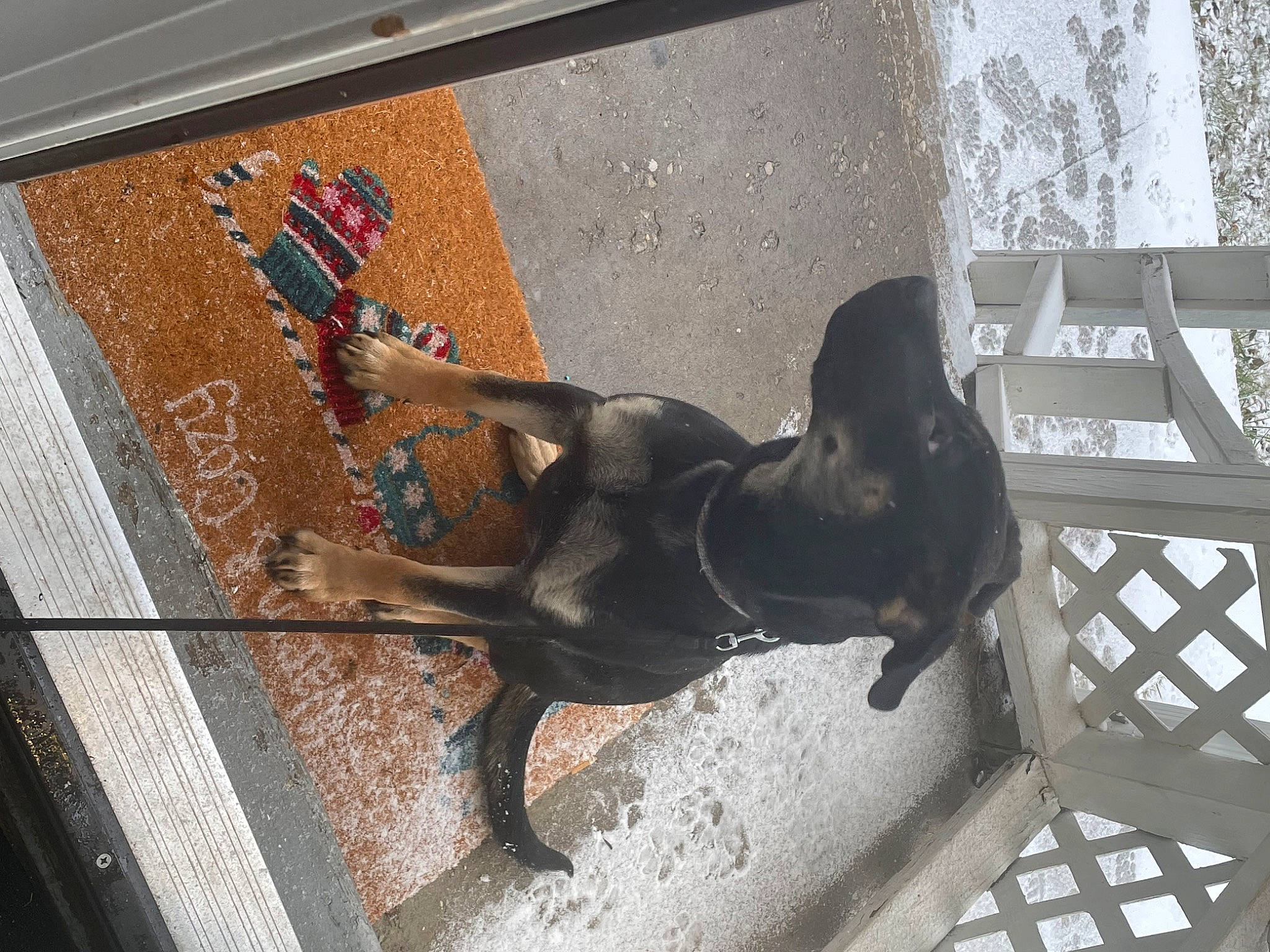 Pete Jones is registered to the contest to win money with this photo: art, carnivore, companion_dog, composite_material, concrete, dog, dog_breed, fawn, floor, flooring, grey, metal, pet_supply, sculpture, snout, sporting_group, tail, tile, visual_arts, working_animal