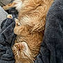 cat, ginger_cat, sleeping, fluffy, cozy, blanket, plush, relaxed, pet, fur, whiskers, indoors, nap, comfort, cute, animal, feline, resting, warm, soft
