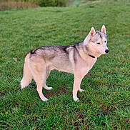 Réglisse participe au concours pour gagner de l'argent avec cette photo : dog, siberian_husky, canine, animal, pet, outdoor, grass, field, fur, standing, alert, nature, mammal, portrait, side_view, collar, four_legs, ears, tail, daylight