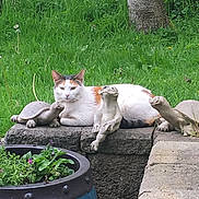Josie is registered to the contest to win money with this photo: animal, calico_cat, cat, cute, daylight, flower, garden, grass, greenery, nature, outdoor, pet, plant_pot, relaxed, resting, sculpture, statue, stone_turtle, stone_wall, tree_trunk