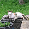 animal, calico_cat, cat, cute, daylight, flower, garden, grass, greenery, nature, outdoor, pet, plant_pot, relaxed, resting, sculpture, statue, stone_turtle, stone_wall, tree_trunk