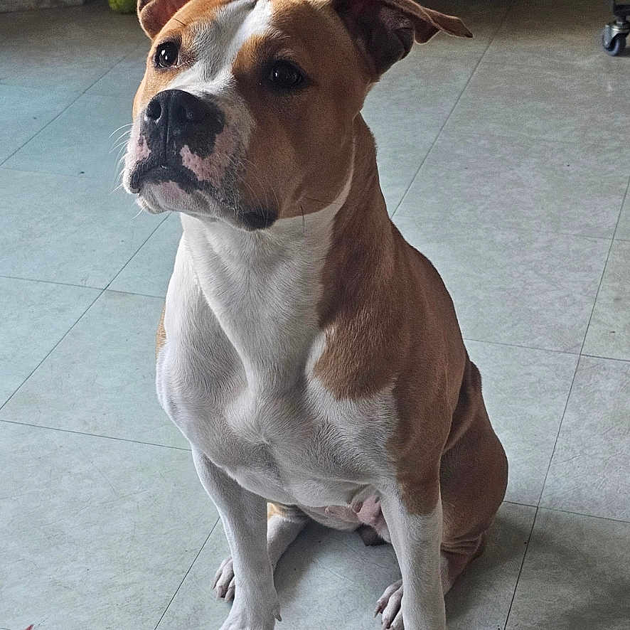 Nala a rejoint le concours — aidez-le/la à gagner de superbes lots ! alert, animal, brown, canine, curious, dog, domestic, ears, eyes, floor, glass, home, indoor, nose, pet, portrait, sitting, table, tile, white