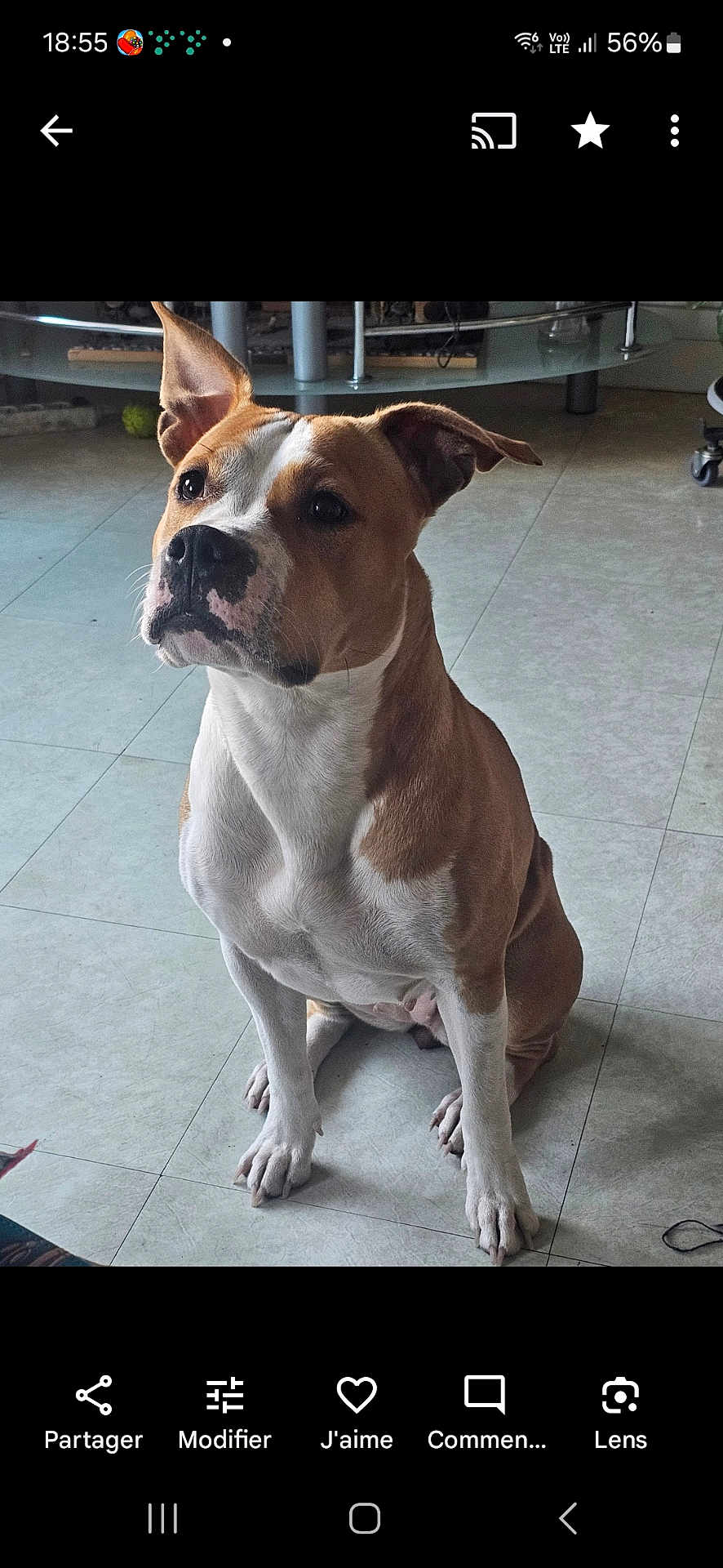 Nala a rejoint le concours — aidez-le/la à gagner de superbes lots ! dog, pet, indoor, floor, tile, brown, white, sitting, animal, canine, ears, nose, eyes, table, glass, home, curious, alert, portrait, domestic