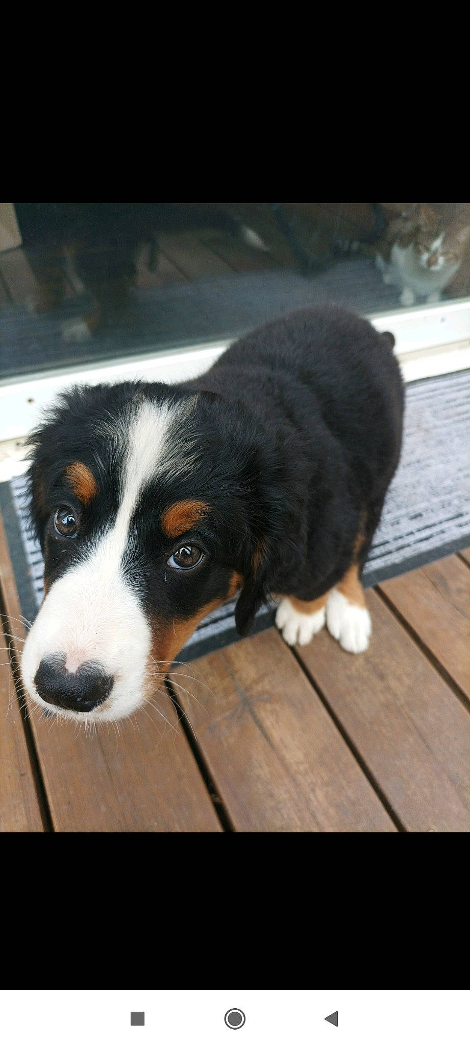 Sky participe au concours pour gagner de l'argent avec cette photo : bernese_mountain_dog, canidae, carnivore, companion_dog, dog, dog_breed, flooring, fur, hardwood, herding_dog, plank, puppy, snout, sporting_group, terrestrial_animal, whiskers, wood, working_dog