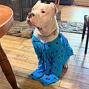 Boy joined the competition — help win amazing prizes! blue_shirt, casual, clothing, couch, dog, ear_cropped, fireplace, floor, furniture, home, indoor, person, pet, polka_dot, relaxing, seated, stone, table, white_dog, wooden_floor