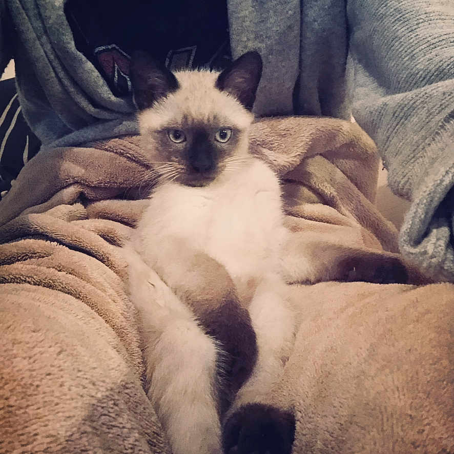 Trouduc a rejoint le concours — aidez-le/la à gagner de superbes lots ! animal, blanket, cat, comfortable, cozy, cute, ears, feline, fur, gray_cardigan, indoor, lap, looking_at_camera, person, pet, relaxed, resting, siamese_cat, soft_texture, whiskers