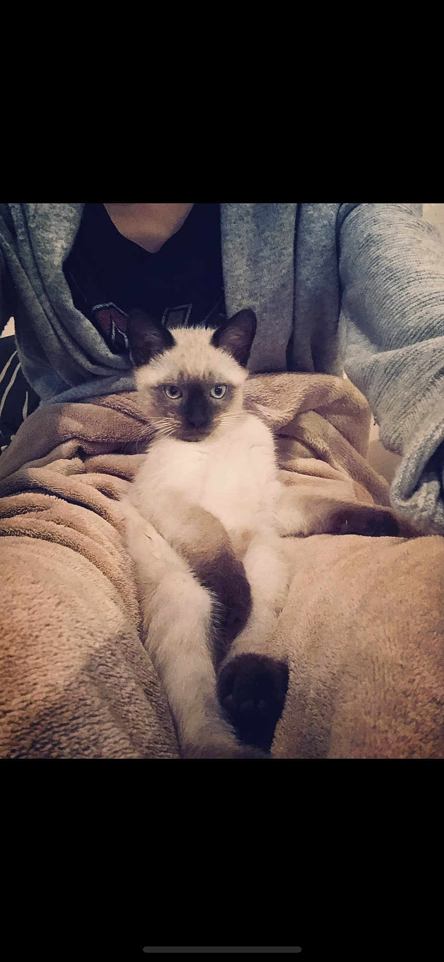 Trouduc a rejoint le concours — aidez-le/la à gagner de superbes lots ! animal, blanket, cat, comfortable, cozy, cute, ears, feline, fur, gray_cardigan, indoor, lap, looking_at_camera, person, pet, relaxed, resting, siamese_cat, soft_texture, whiskers