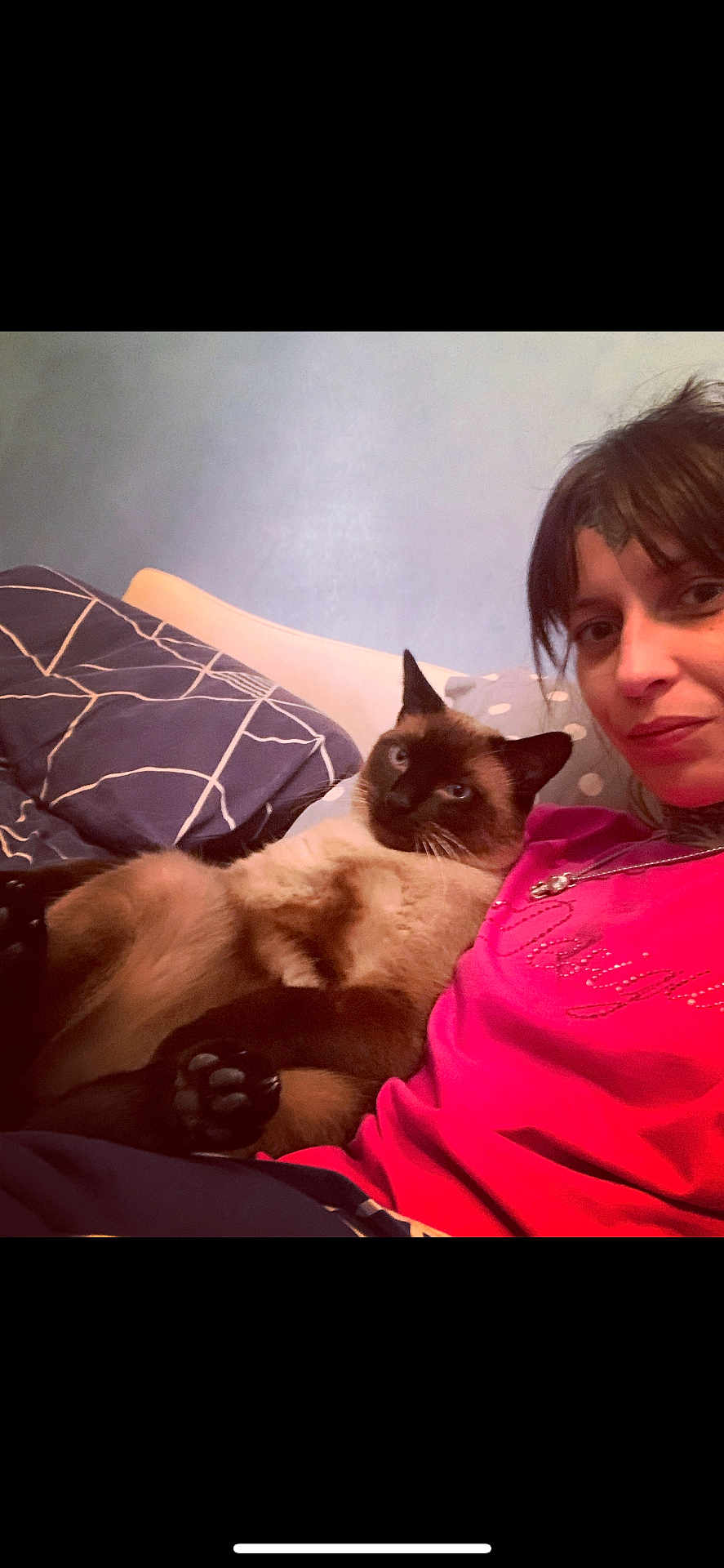 Trouduc participe au concours pour gagner de l'argent avec cette photo : person, cat, siamese_cat, indoor, couch, pillow, relaxed, pet, animal, casual, portrait, furniture, home, comfort, resting, looking, pink_shirt, blue_pillow, closeup, companion