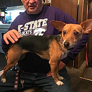 Joy is registered to the contest to win money with this photo: alert, brown_dog, casual, dog, ears, furniture, household, human, indoor, jeans, keys, kitchen, living_room, man, pet, petting, purple_sweatshirt, seated, small_dog, wood_paneling