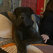 Sue Baysinger joined the competition — help win amazing prizes! black_dog, blanket, couch, cozy, crate, dog, door, furniture, home, indoor, large_dog, living_room, nose, paw, person_hand, pet, pillow, portrait, reclining, relaxed