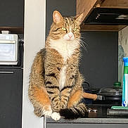 Tigrou a rejoint le concours — aidez-le/la à gagner de superbes lots ! cat, tabby_cat, sitting, kitchen, counter, domestic, feline, pet, green_eyes, fur, whiskers, indoor, household, portrait, animal, domestic_cat, tabby_pattern, quiet, poised, curious