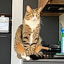 cat, tabby_cat, sitting, kitchen, counter, domestic, feline, pet, green_eyes, fur, whiskers, indoor, household, portrait, animal, domestic_cat, tabby_pattern, quiet, poised, curious