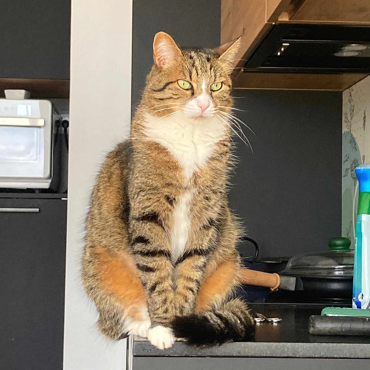 Tigrou a rejoint le concours — aidez-le/la à gagner de superbes lots ! animal, cat, counter, curious, domestic, domestic_cat, feline, fur, green_eyes, household, indoor, kitchen, pet, poised, portrait, quiet, sitting, tabby_cat, tabby_pattern, whiskers
