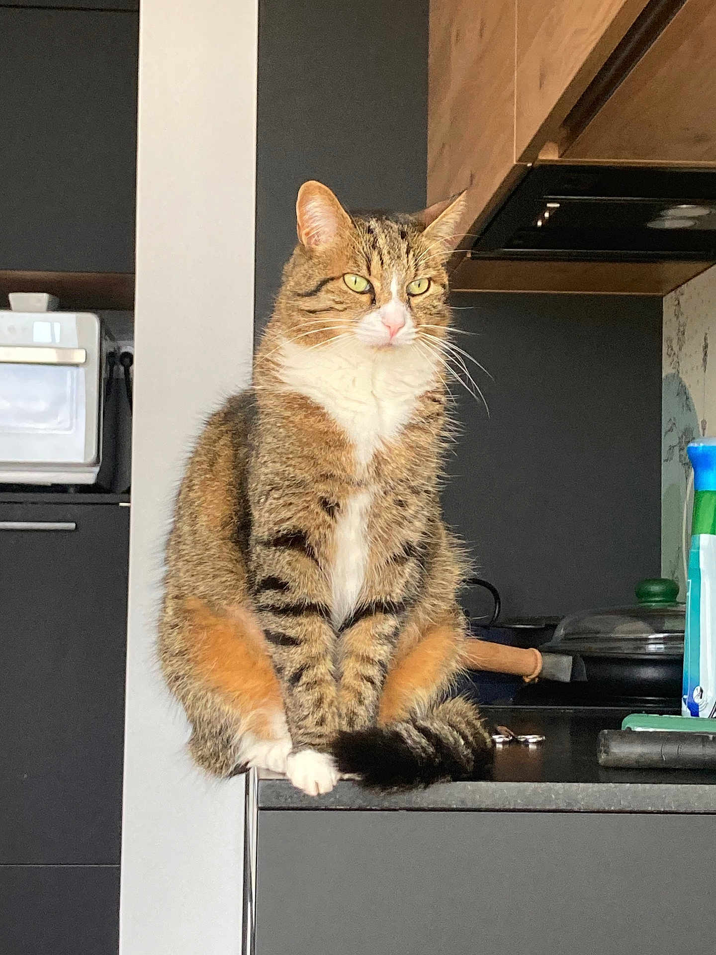 Tigrou a rejoint le concours — aidez-le/la à gagner de superbes lots ! cat, tabby_cat, sitting, kitchen, counter, domestic, feline, pet, green_eyes, fur, whiskers, indoor, household, portrait, animal, domestic_cat, tabby_pattern, quiet, poised, curious