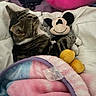 Gato is registered to the contest to win money with this photo: cat, tabby_cat, plush_toy, mickey_mouse, blanket, bed, pillow, soft_toys, indoor, cozy, sleeping, pet, paw, stuffed_animal, fabric, colorful, comfort, resting, fur, cute