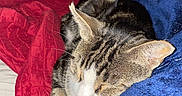 Gato is registered to the contest to win money with this photo: cat, tabby, sleeping, nap, blanket, blue_blanket, red_quilt, bed, cozy, indoor, feline, pet, fur, whiskers, resting, close_up, comfort, domestic_animal, quiet, peaceful