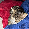 cat, tabby, sleeping, nap, blanket, blue_blanket, red_quilt, bed, cozy, indoor, feline, pet, fur, whiskers, resting, close_up, comfort, domestic_animal, quiet, peaceful