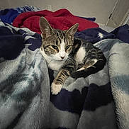 Gato joined the competition — help win amazing prizes! cat, tabby, pet, animal, indoor, blanket, soft, cozy, fur, resting, relaxed, comfortable, feline, laying, bedroom, home, domestic, cute, sleepy, quiet