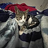 cat, tabby, pet, animal, indoor, blanket, soft, cozy, fur, resting, relaxed, comfortable, feline, laying, bedroom, home, domestic, cute, sleepy, quiet