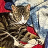 Gato is registered to the contest to win money with this photo: cat, tabby, sleeping, blanket, red_blanket, blue_blanket, white_paw, fur, pet, indoor, cozy, resting, animal, whiskers, relaxing, cute, paw, striped, mammal, domestic