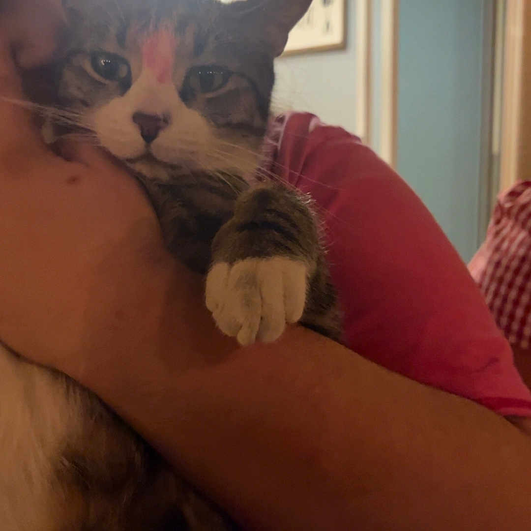 Gato