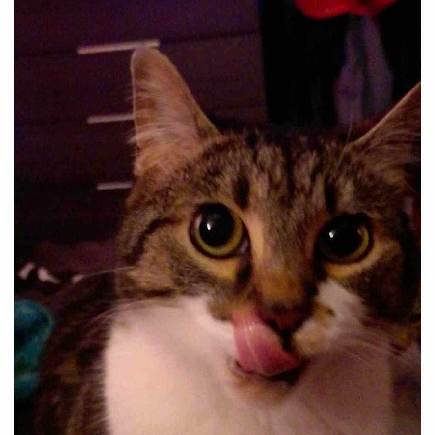 Pinoubi participe au concours pour gagner de l'argent avec cette photo : animal, blurred_background, cat, close_up, curious, cute, domestic_animal, dusk, eyes, face, feline, fur, furniture, indoor, mammal, pet, room, tabby, tongue_out, whiskers