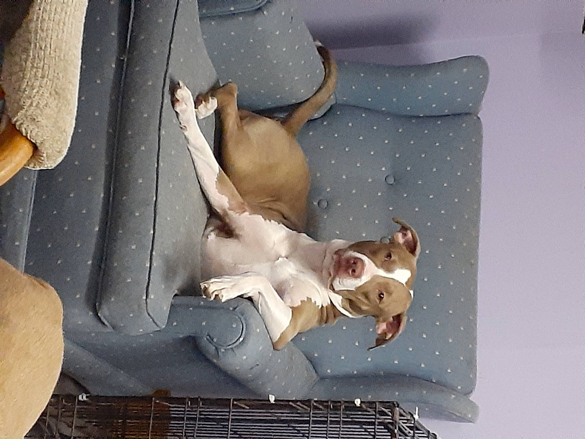 Sophia Rae joined the competition — help win amazing prizes! art, canidae, carmine, carnivore, comfort, companion_dog, dog, dog_breed, dog_supply, fawn, mammal, non_sporting_group, pattern, room, snout, sporting_group, tail, vehicle_door, vertebrate, visual_arts