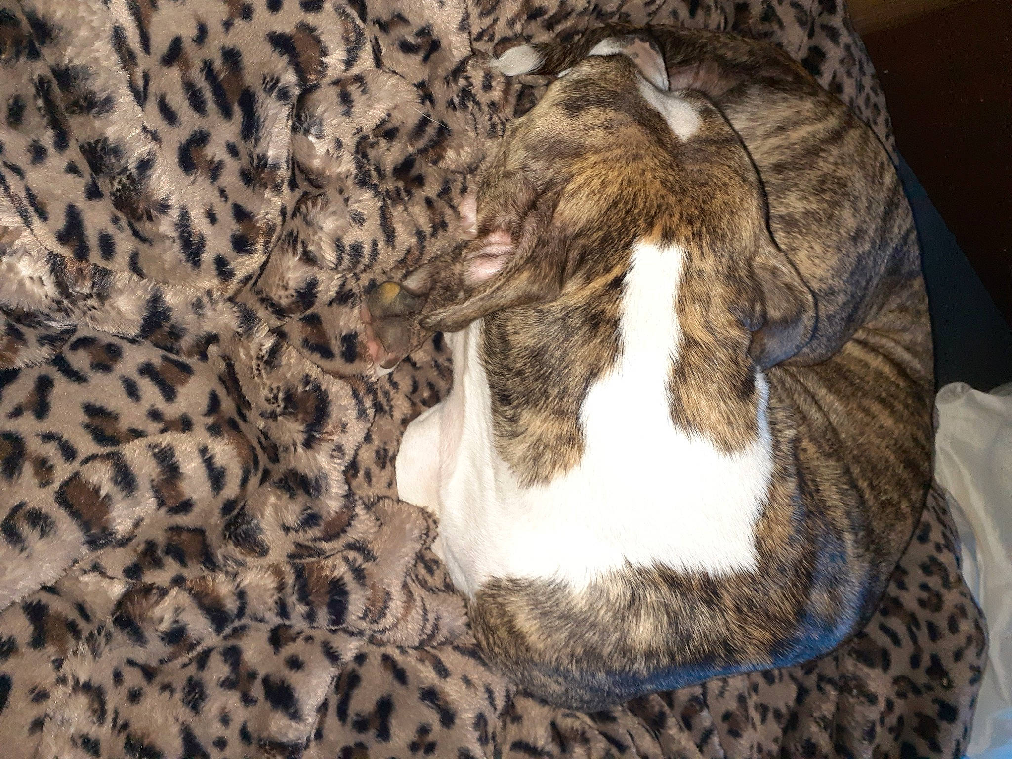 Brandy joined the competition — help win amazing prizes! carnivore, cat, comfort, dog_breed, domestic_short_haired_cat, fawn, felidae, fur, linens, mammal, pattern, small_to_medium_sized_cats, snout, sporting_group, tail, terrestrial_animal, tree, vertebrate, whiskers, wood