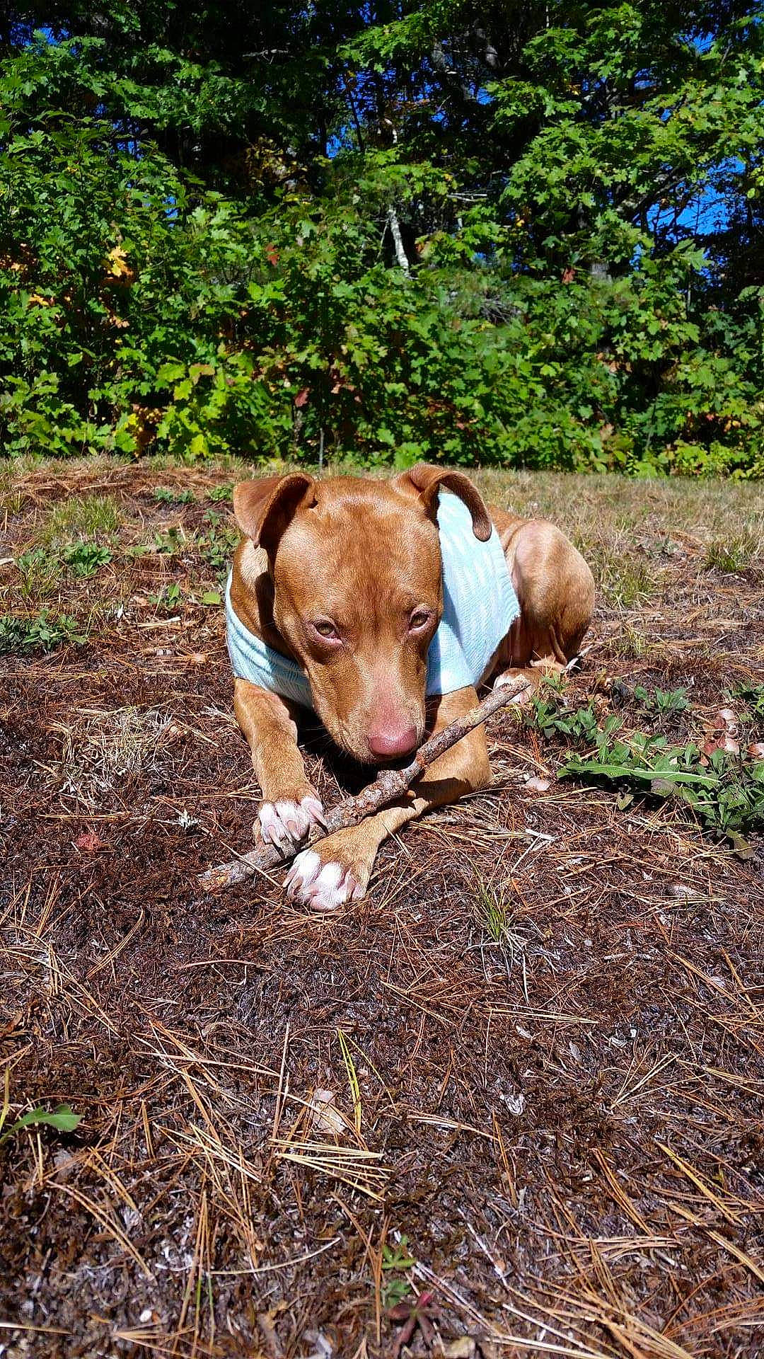 Daisy Rose joined the competition — help win amazing prizes! canidae, carnivore, companion_dog, dairy_cow, dog, dog_breed, fawn, grass, groundcover, liver, livestock, pasture, plant, soil, sporting_group, terrestrial_animal, tree, whiskers, wood, working_animal