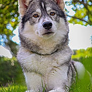 Missy participe au concours pour gagner de l'argent avec cette photo : dog, husky, animal, pet, outdoor, grass, nature, fur, portrait, canine, mammal, ears, nose, eyes, lying_down, sunlight, bokeh, greenery, closeup, relaxing