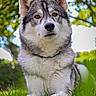 dog, husky, animal, pet, outdoor, grass, nature, fur, portrait, canine, mammal, ears, nose, eyes, lying_down, sunlight, bokeh, greenery, closeup, relaxing