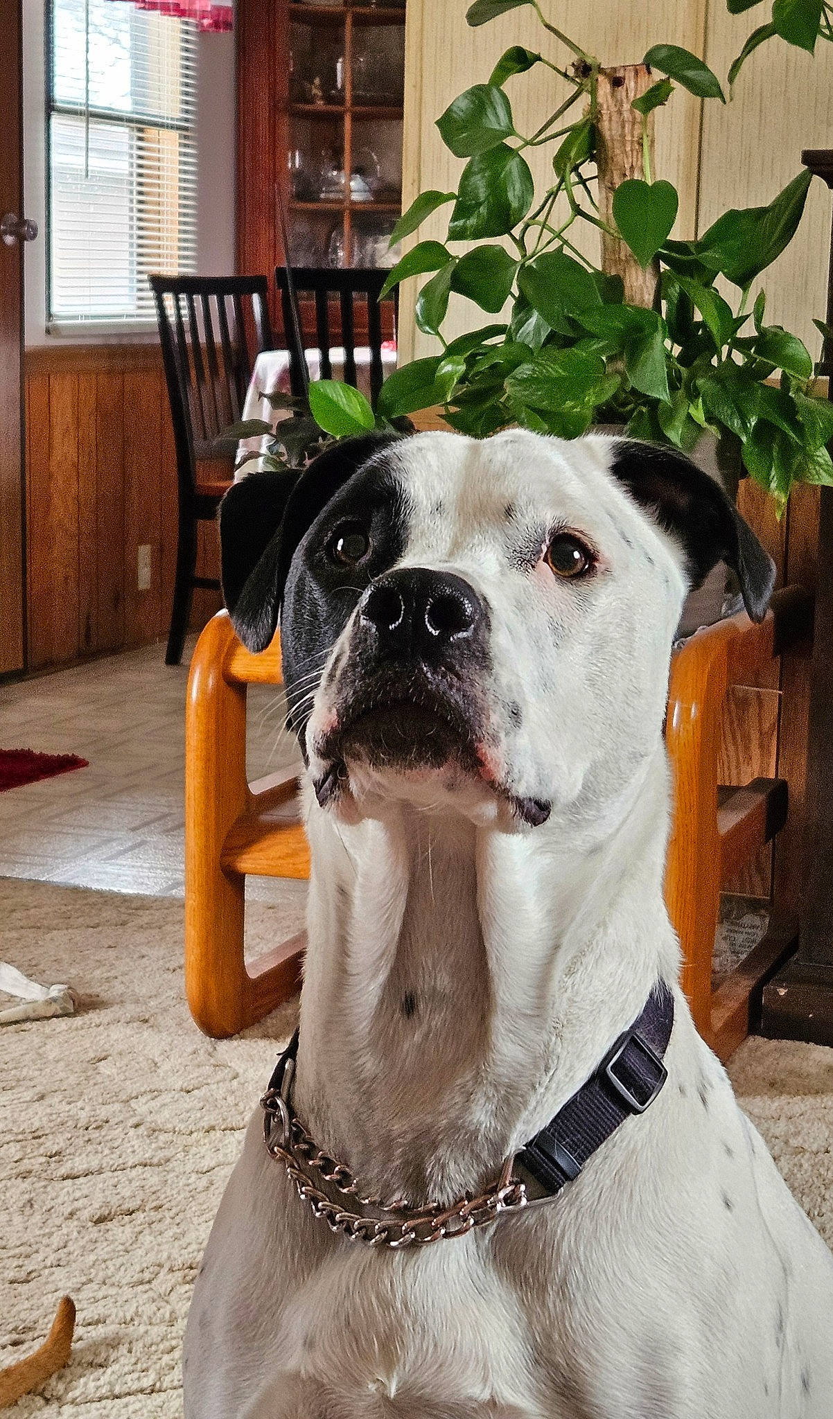 Hank is registered to the contest to win money with this photo: canidae, carnivore, chair, collar, companion_dog, dog, dog_breed, dog_collar, dog_supply, fawn, fur, leash, pet_supply, plant, snout, sporting_group, whiskers, window, window_blind, working_animal