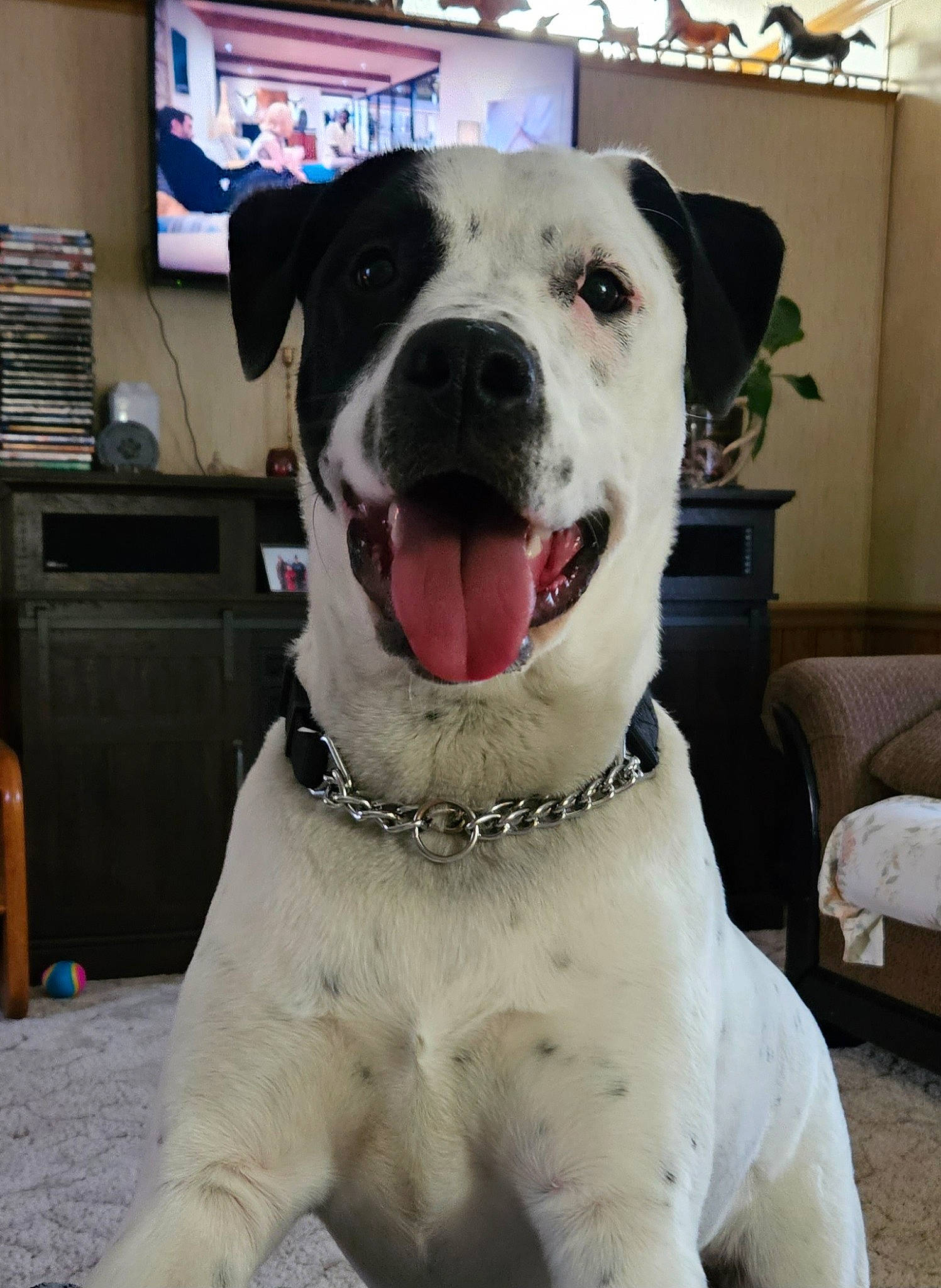Hank joined the competition — help win amazing prizes! carnivore, collar, companion_dog, dog, dog_breed, dog_collar, eye, fang, fawn, fur, houseplant, jaw, pet_supply, picture_frame, plant, snout, sporting_group, television, whiskers, working_animal