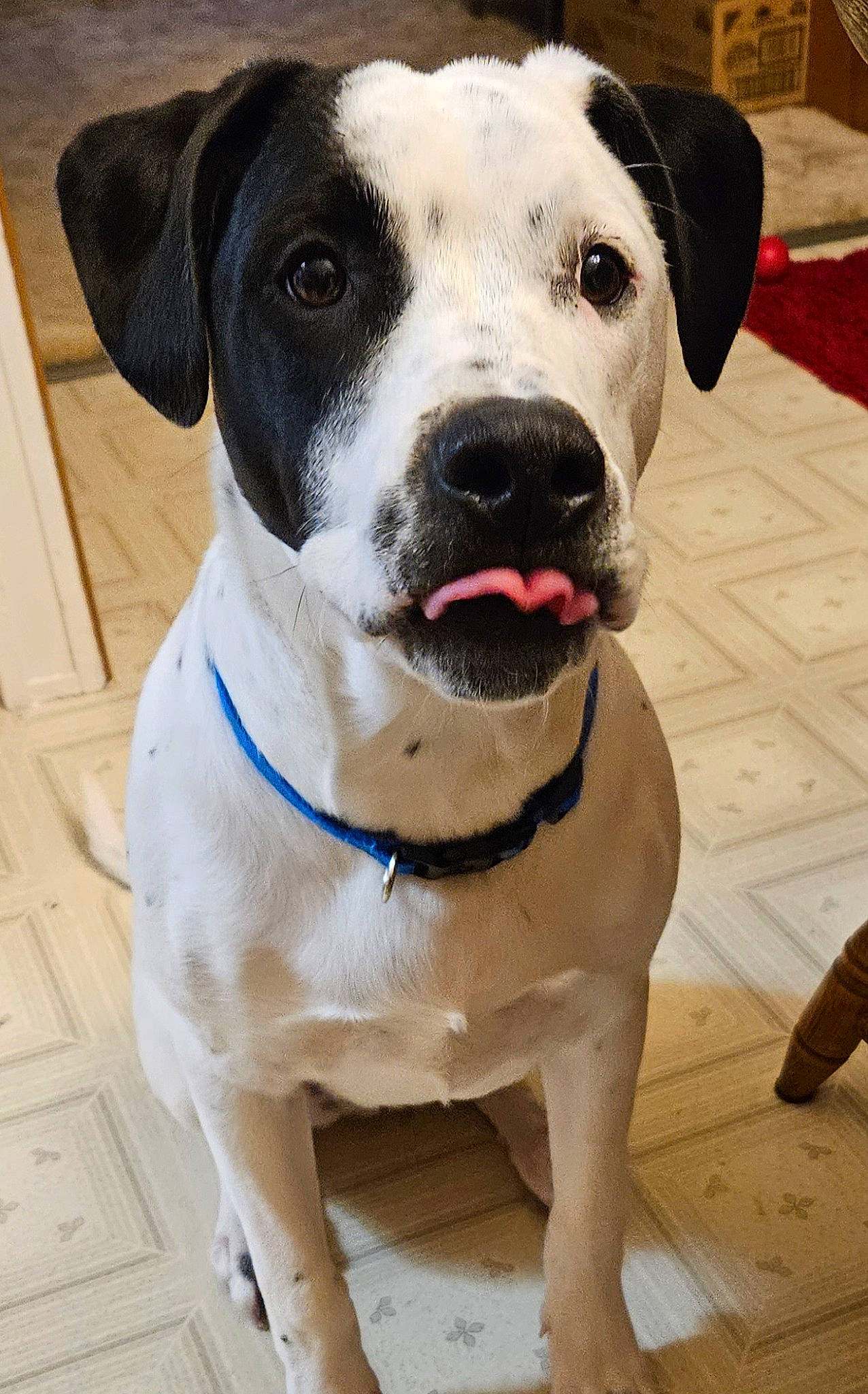 Hank is registered to the contest to win money with this photo: carnivore, collar, companion_dog, dog, dog_breed, dog_collar, fur, guard_dog, leash, non_sporting_group, pet_supply, snout, sporting_group, whiskers, working_animal, working_dog