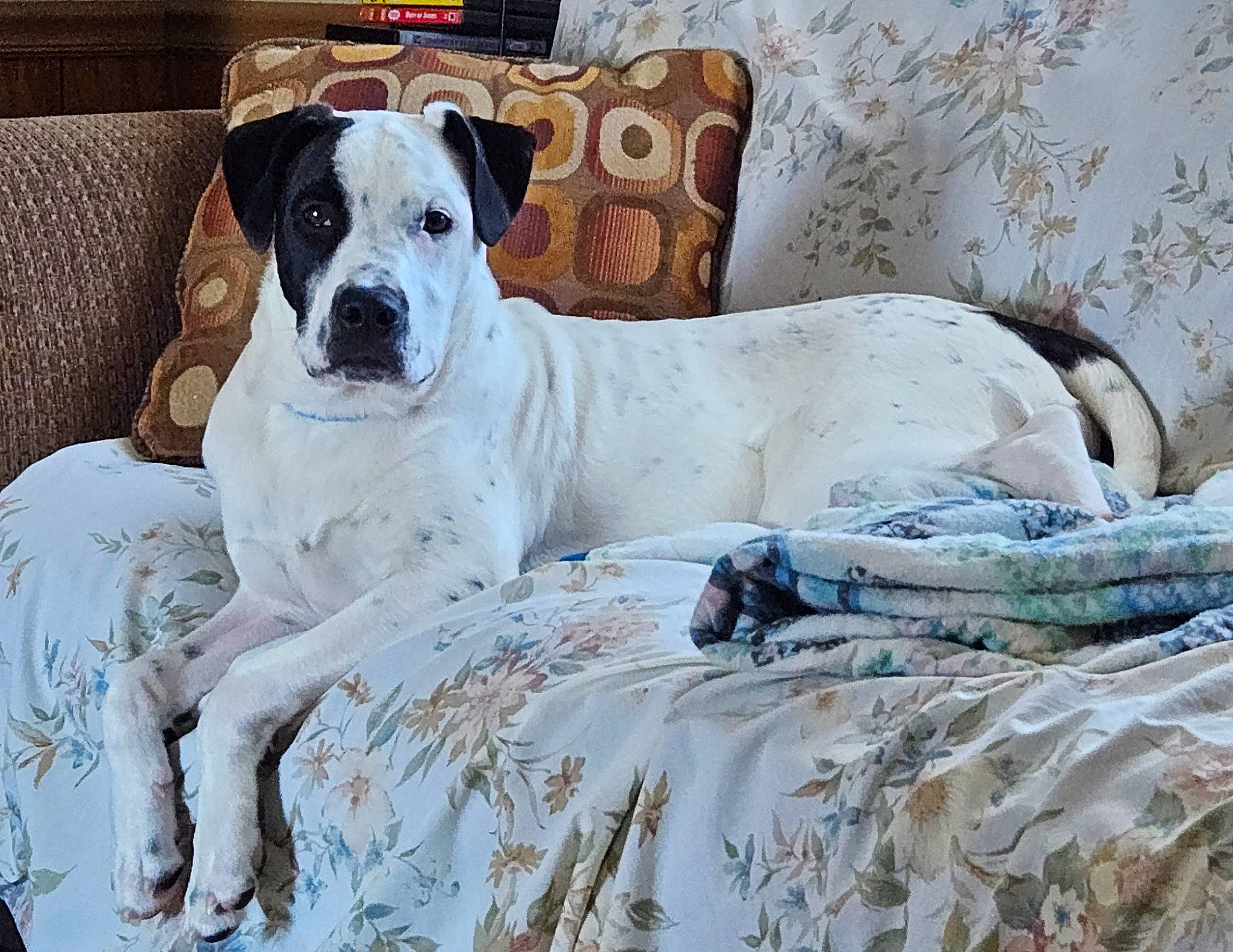 Hank joined the competition — help win amazing prizes! art, bedding, canidae, carnivore, collar, comfort, companion_dog, couch, dog, dog_breed, dog_collar, dog_supply, fawn, linens, pet_supply, snout, sporting_group, terrestrial_animal, whiskers, working_animal