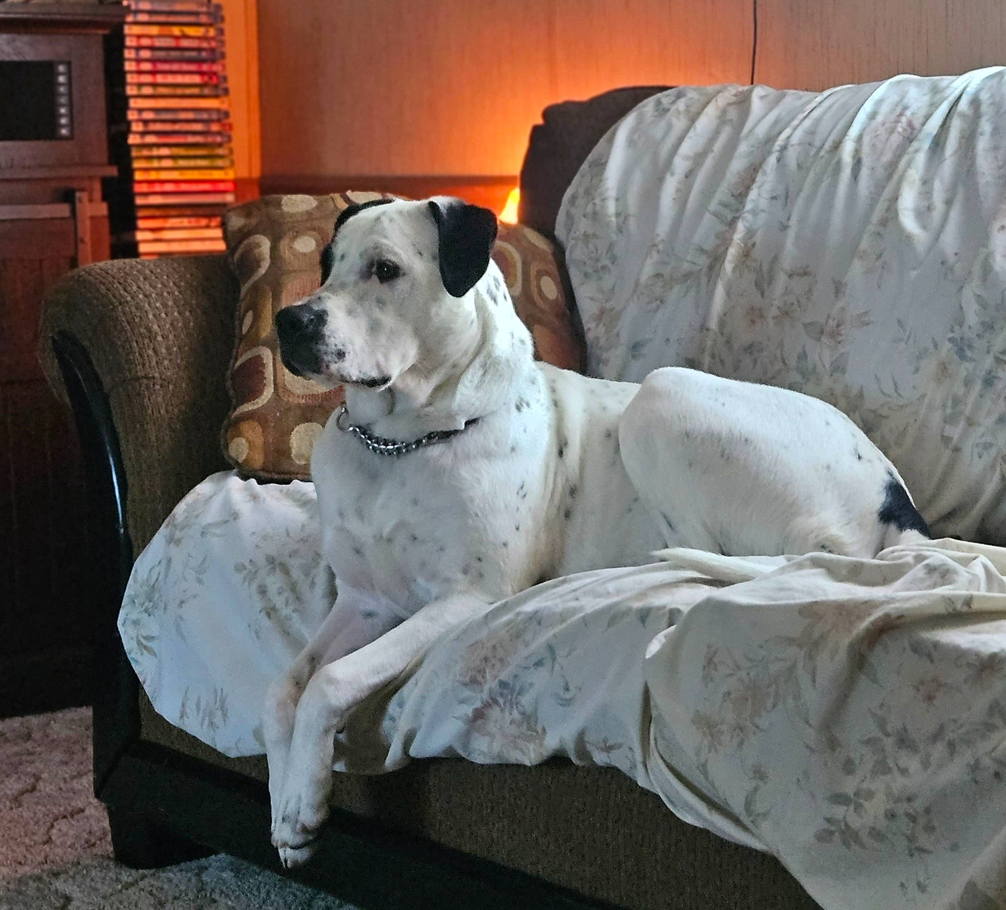 Hank joined the competition — help win amazing prizes! canidae, carnivore, collar, comfort, companion_dog, couch, dog, dog_breed, dog_collar, dog_supply, fawn, great_dane, living_room, non_sporting_group, snout, sporting_group, terrestrial_animal, whiskers, working_animal, working_dog