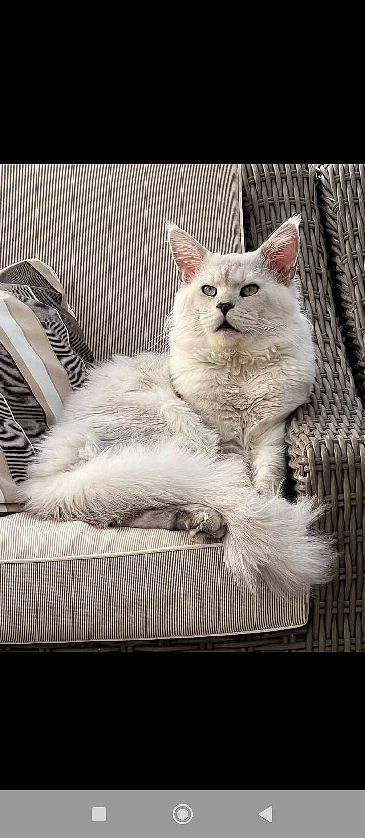 Madox a rejoint le concours — aidez-le/la à gagner de superbes lots ! art, carnivore, cat, chair, comfort, felidae, fur, rectangle, small_to_medium_sized_cats, tail, terrestrial_animal, whiskers