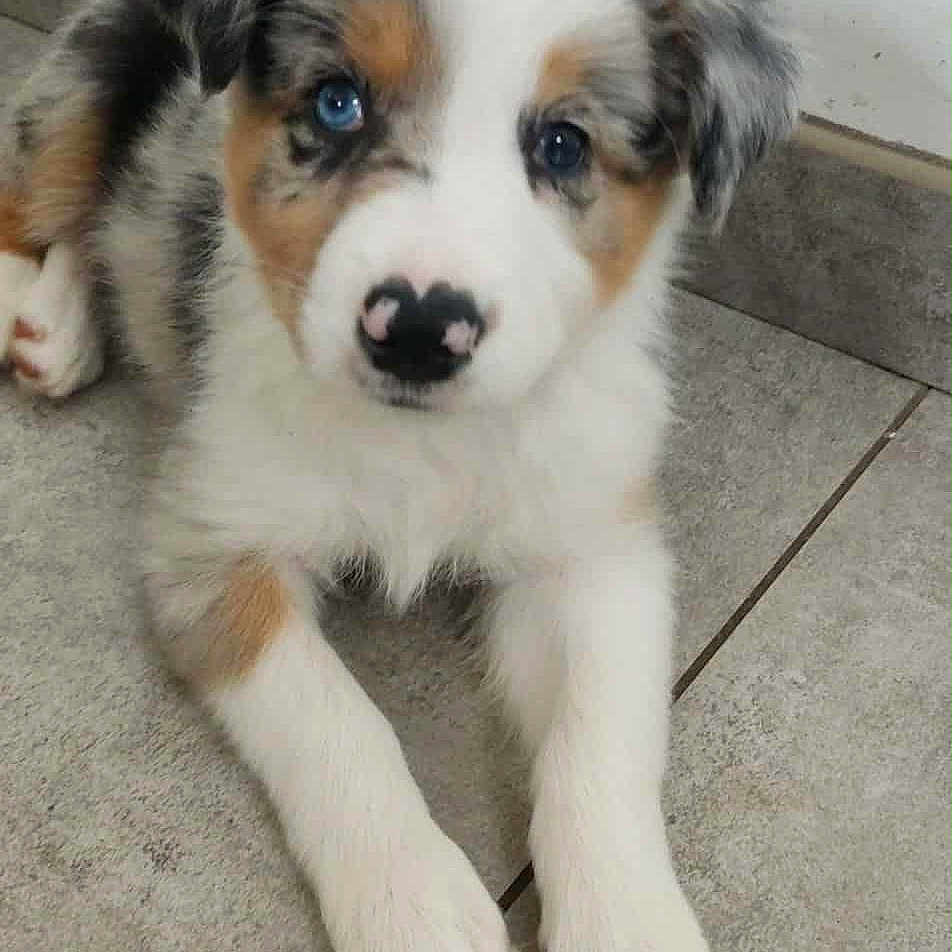 Athéna participe au concours pour gagner de l'argent avec cette photo : animal, black_patches, blue_eyes, brown_patches, close_up, cute, dog, ears, face, floor, fur, indoor, lying_down, paw, pet, puppy, snout, tile, white_fur, young_dog
