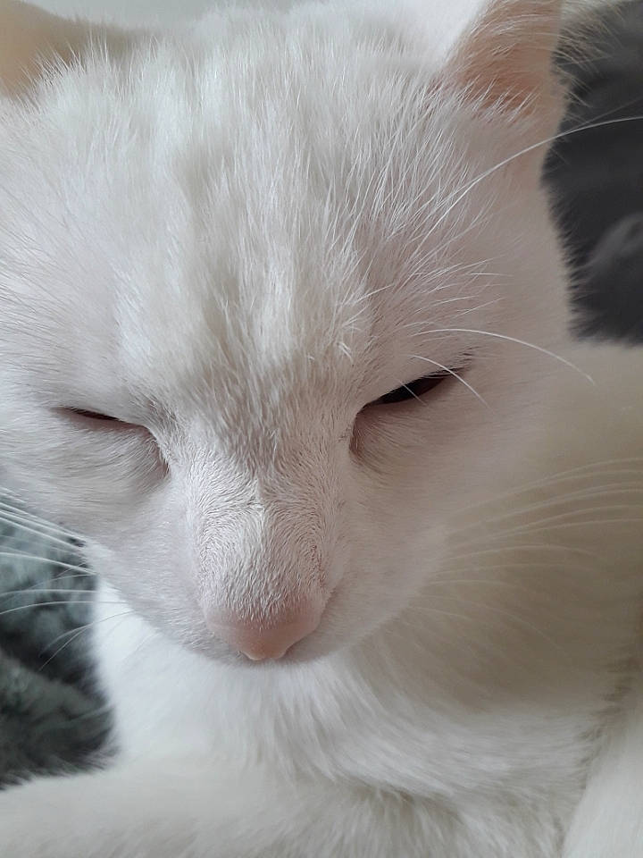 Popcorn participe au concours pour gagner de l'argent avec cette photo : british_semi_longhair, burmilla, carnivore, cat, close_up, domestic_long_haired_cat, eye, felidae, fur, khao_manee, kitten, mammal, nose, ragdoll, small_to_medium_sized_cats, snout, turkish_angora, turkish_van, whiskers, white