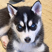 Dakota joined the competition — help win amazing prizes! animal, black_and_white, blue_eyes, canine, close_up, cute, dog, domestic_animal, ears, face, floor, fur, husky, indoor, lying_down, nose, paw, pet, puppy, young