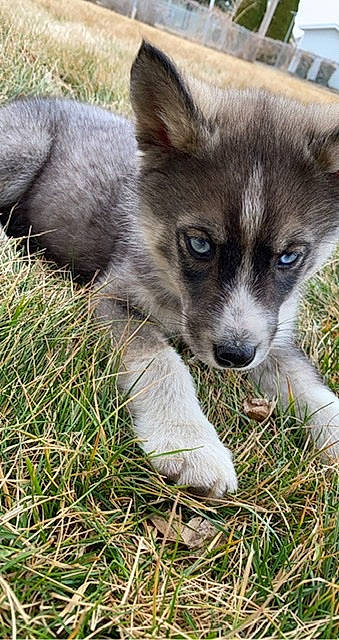 Deku joined the competition — help win amazing prizes! canidae, canis, carnivore, companion_dog, dog, dog_breed, fawn, fur, grass, puppy, sedge_family, snout, soil, sporting_group, terrestrial_animal, whiskers, working_animal, working_dog