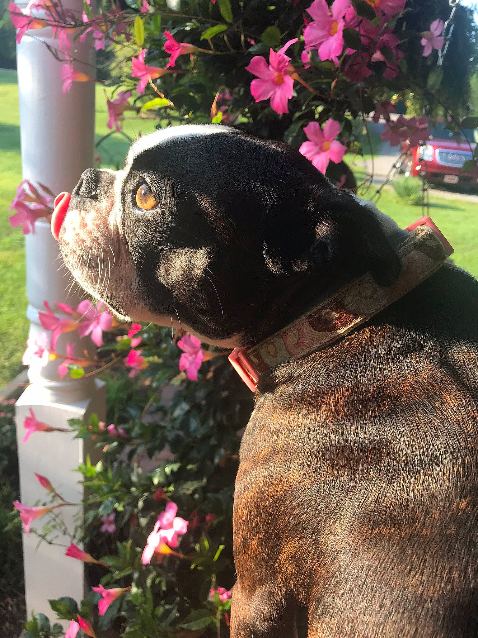 Piper joined the competition — help win amazing prizes! boston_terrier, canidae, carnivore, collar, companion_dog, dog, dog_breed, dog_collar, fawn, flower, french_bulldog, mammal, non_sporting_group, pink, plant, pug, puppy, snout, sporting_group, staffordshire_bull_terrier