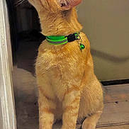 Tiger joined the competition — help win amazing prizes! animal, bell, cat, collar, curious, domestic_cat, doorway, ears, fur, ginger_cat, home, indoor, looking_up, orange_tabby, paw, pet, portrait, sitting, whiskers, wooden_floor